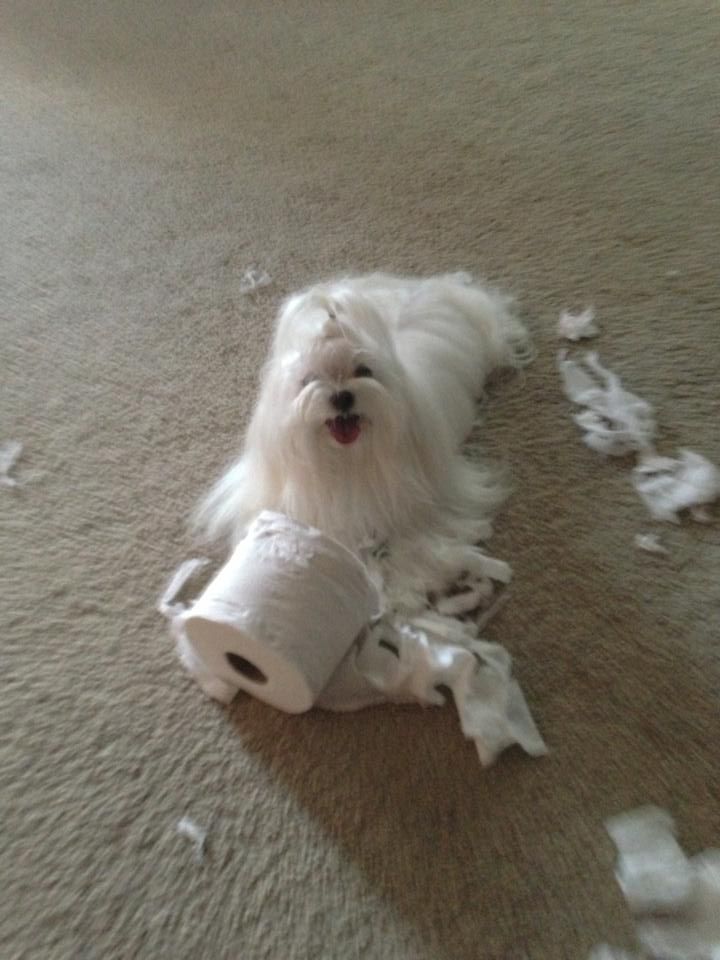 Is toilet paper digestible? Maltese Dogs Forum Spoiled Maltese Forums